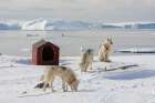 Greenland dogs-a breed of husky-with Disko Bay in the background Ilulissat-Greenland Art Print
